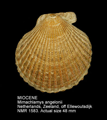 MIOCENE Mimachlamys angelonii.jpg - MIOCENE Mimachlamys angelonii (De Stefani & Pantanelli, 1878)